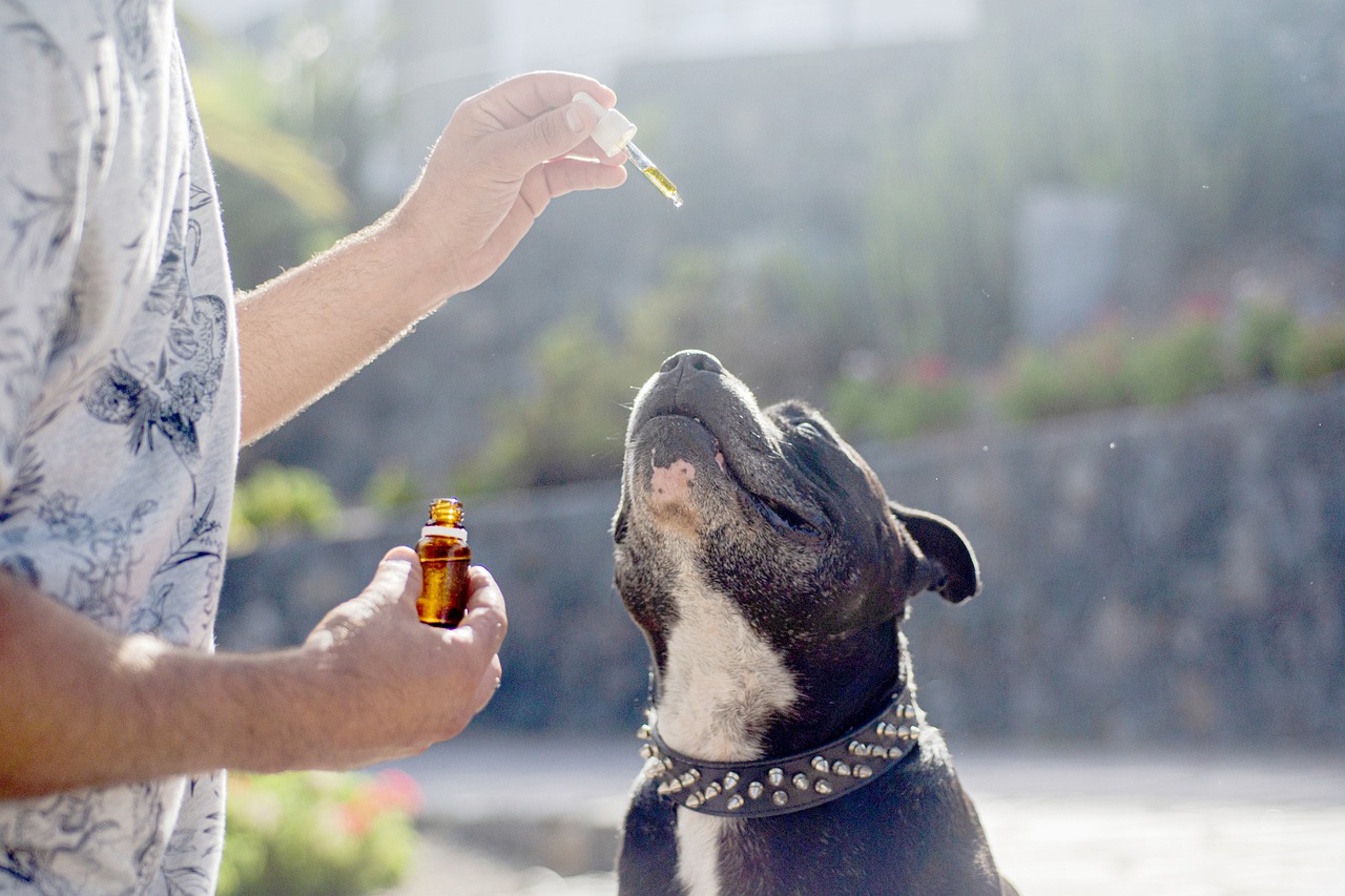 the best cbd oil for dogs
